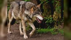 Lupo: declassata protezione del predatore, Camera accoglie proposta Bruzzone (Lega)