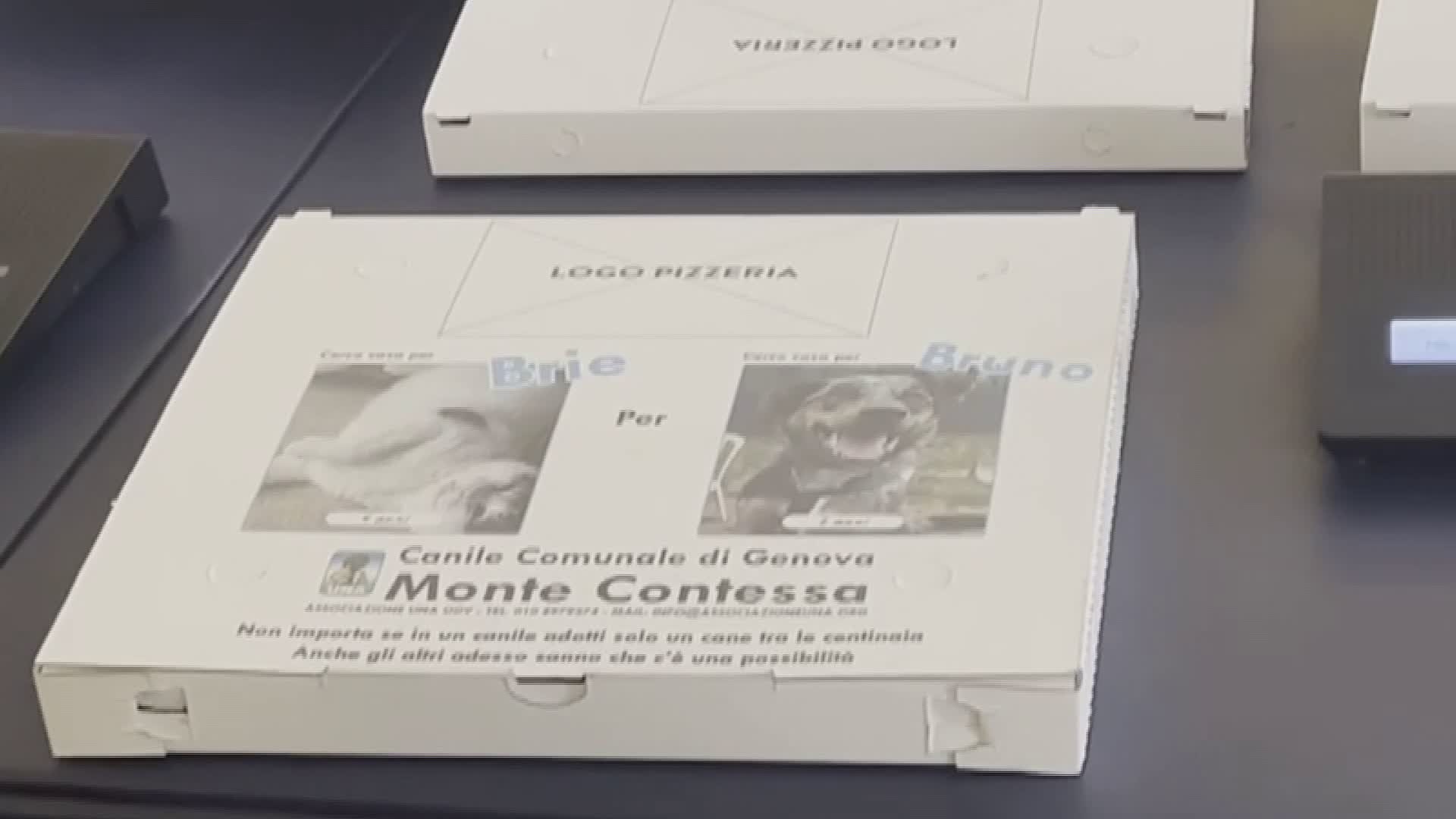Genova, foto dei cani in cerca di padrone sui cartoni della pizza: "Così facilitiamo l'adozione"