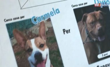 Sulle scatole della pizza, il volto dei cani e gatti in cerca di casa: un’idea che arriva a Genova e punta lontano