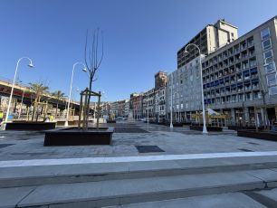Genova, riapre piazza Caricamento con le 22 piante di jacaranda ancora senza chiome: bisognerà aspettare almeno due anni