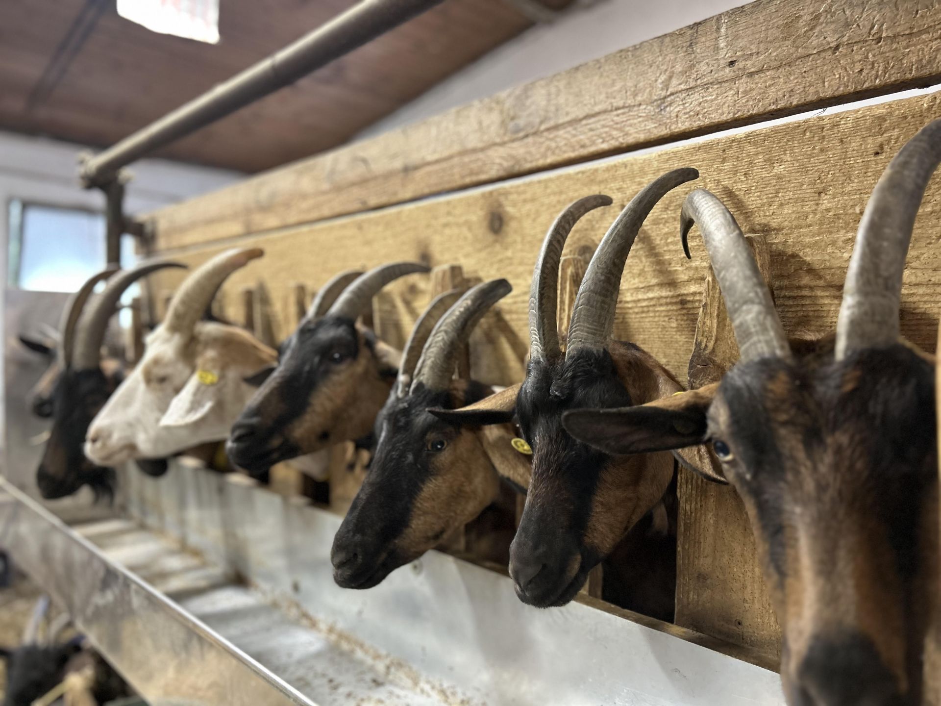 A Benvenuti in Liguria i segreti della mungitura e Bassetti alla prova delle focaccette di Quiliano 