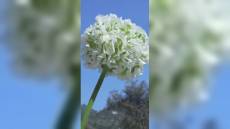 Gaslini, ecco Giannina: il primo fiore dell'ospedale pediatrico