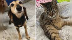 Genova, Piciocchi: "Istituiremo garante comunale animali da compagnia e costruiremo un gattile"