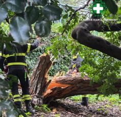 Maltempo, due grossi pini crollano ai giardini Coco di Genova: nessun ferito