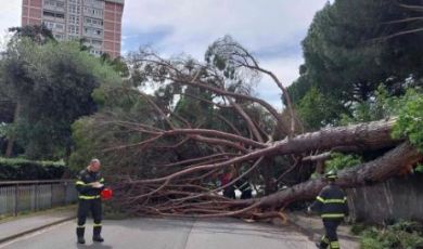 Genova, pino marittimo crolla sulla strada a Quarto: nessun ferito