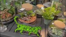 Euroflora 2025 anche in galleria mazzini: terrari ed ecosistemi verdi, l’arte naturale che arreda