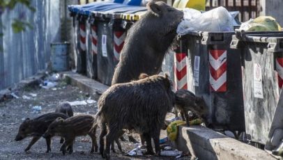 Savona, cinghiale si aggira in centro e ferisce due donne durante il mercato