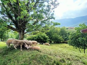 Caos latte per gli allevatori, il vice presidente Piana: "Problema risolto grazie a Benvenuti in Liguria"