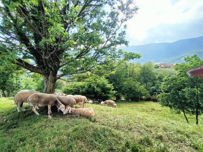 Caos latte per gli allevatori, il vice presidente Piana: "Problema risolto grazie a Benvenuti in Liguria"