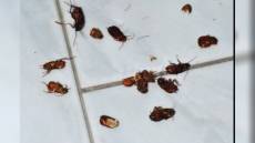 Sestri Levante, blatte nella cucina esterna dell'ospedale: intervento d'urgenza