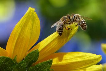 Biodiversità, l'allarme del Wwf: "Il declino delle api una minaccia per tutti"