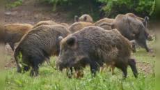 Peste suina: 10 nuovi casi tra Liguria e Piemonte