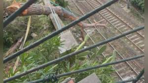 Albero cade sui binari tra Recco e Pieve Ligure, pesanti ritardi e treni cancellati. Circolazione ripresa nel pomeriggio