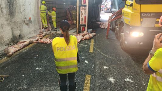 A10, caos tra Pra' e Genova Aeroporto: camion trasporto carni si ribalta, traffico in tilt, code chilometriche, tratto riaperto in serata