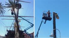 Genova, palma pericolante al Porto Antico: intervento d’urgenza per l’abbattimento