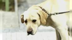 Porto di Genova: al via i test ai varchi con cani antiesplosivo, presto anche droni sottomarini