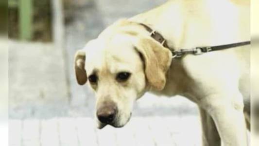 Porto di Genova: al via i test ai varchi con cani antiesplosivo, presto anche droni sottomarini