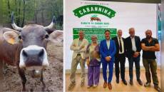 Serra Riccò celebra la Mucca Cabannina: torna il Festival tra gusto, tradizione e sostenibilità