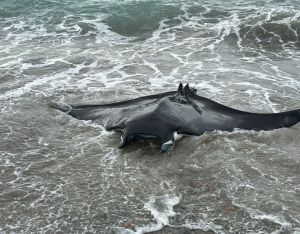 Sturla, manta arenata sulla spiaggia ritrova il mare grazie ai gestori dello stabilimento balneare