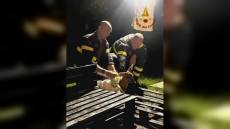 Serra Riccò, capriolo cade in una piscina e viene salvato dai Vigili del fuoco