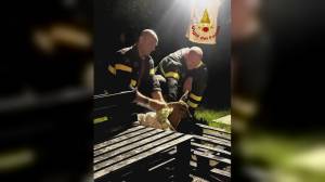 Serra Riccò, capriolo cade in una piscina e viene salvato dai Vigili del fuoco