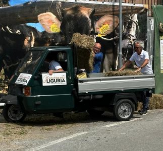 Benvenuti in Liguria al Festival della Mucca Cabannina dalle 20.30 su Telenord e telenord.it