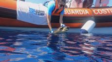 Genova: torna libera Waszp, la tartaruga marina salvata e curata all'Acquario