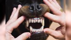 Chiavari: aggredita da sette cani, donna ricoverata in codice rosso