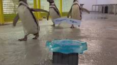 Genova, Pif padrino delle due pulcine di pinguino nate all’Acquario nell’estate 2024