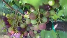 Rossese di Dolceacqua: istituita Unità Geografica Aggiuntiva, parte una nuova era per la viticoltura ligure