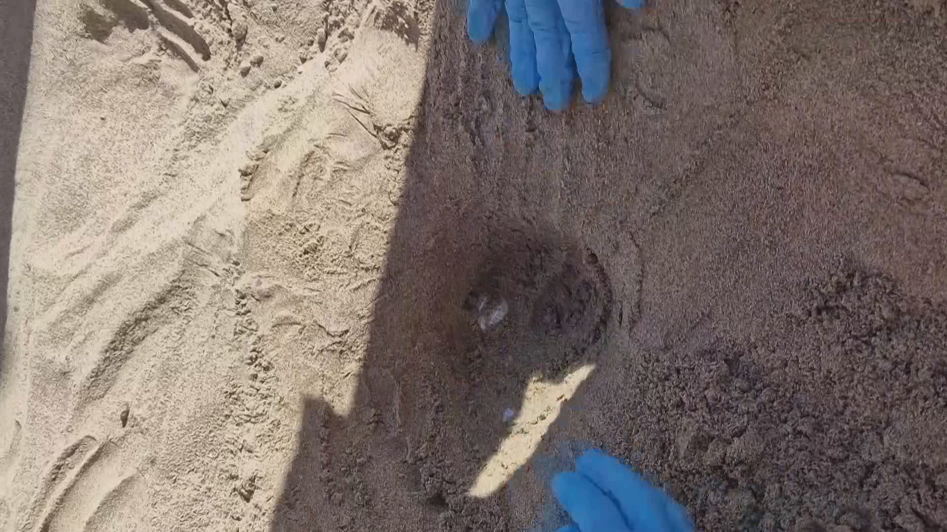Liguria 2025: sesto nido di tartaruga Caretta caretta scoperto a Imperia