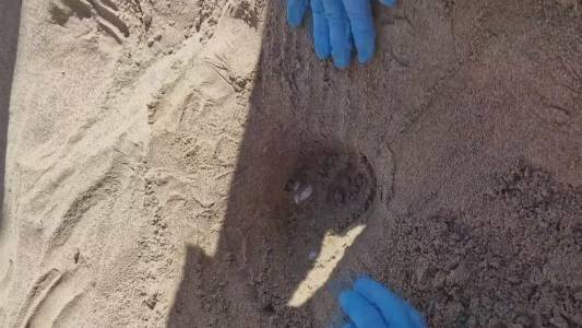Liguria 2025: sesto nido di tartaruga Caretta caretta scoperto a Imperia