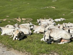 Latte crudo: le ultime stalle dell’appennino a rischio chiusura, appello a Regione Liguria 
