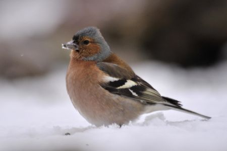 Liguria, via libera alla caccia ai fringuelli: scontro tra Regione e ambientalisti