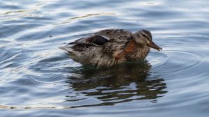 Lago Trasimeno, per Legambiente "ecosistema strutturalmente fragile"
