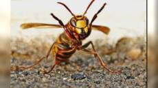 Cinque Terre, turista punta da un calabrone va in shock anafilattico: salvata con l’elicottero