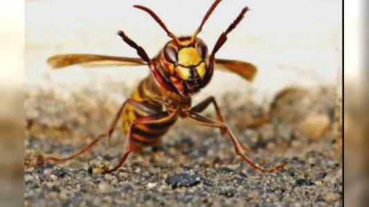 Cinque Terre, turista punta da un calabrone va in shock anafilattico: salvata con l’elicottero