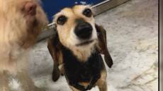 Genova: cane nota ladro e sveglia padrone, arrestato pregiudicato