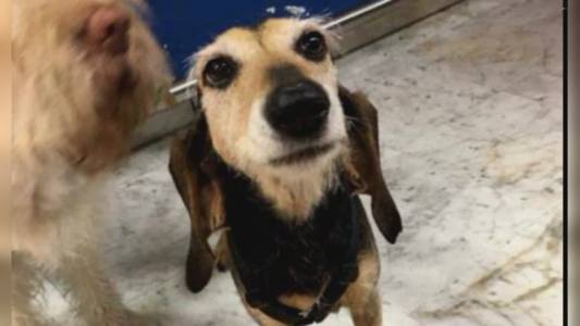 Genova: cane nota ladro e sveglia padrone, arrestato pregiudicato