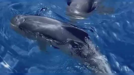 Giornata mondiale delle balene e dei delfini: il 23 luglio celebriamo e difendiamo i giganti degli oceani