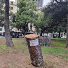 Tre pini a rischio crollo a Brignole, lunedì notte verranno abbattuti