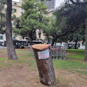 Tre pini a rischio crollo a Brignole, lunedì notte verranno abbattuti