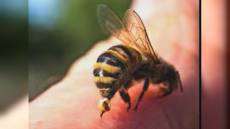 Imperia: 68enne muore per shock anafilattico dopo la puntura di una vespa