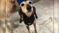 Musei a misura di... zampa: a Genova arriva il servizio di dog-sitting per i visitatori