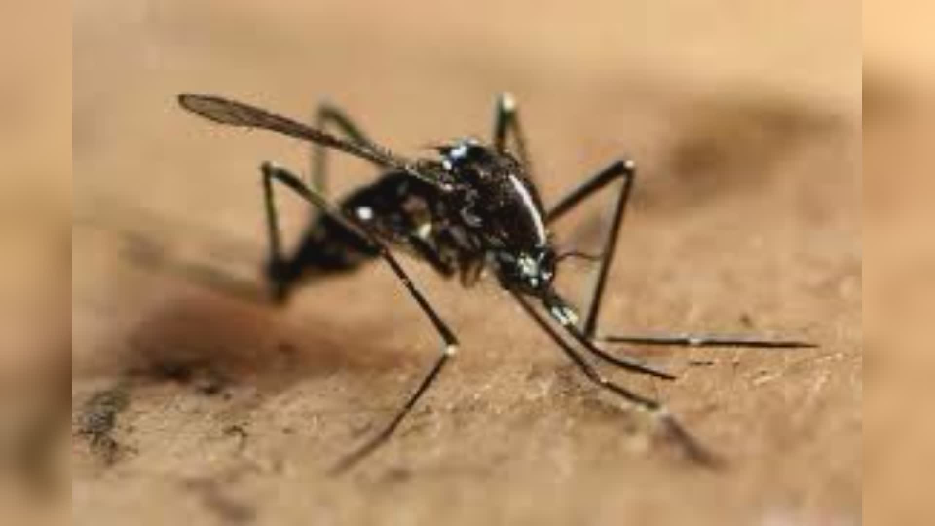 Imperia: diagnosticato un caso di chikungunya, malattia virale trasmessa dalle zanzare