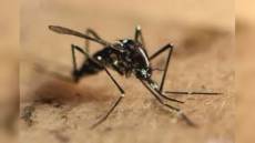 Imperia: diagnosticato un caso di chikungunya, malattia virale trasmessa dalle zanzare