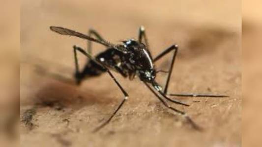 Imperia: diagnosticato un caso di chikungunya, malattia virale trasmessa dalle zanzare