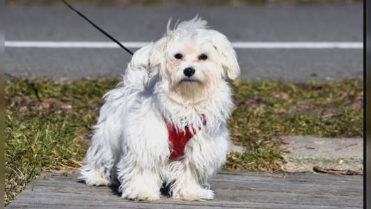 Genova apre i musei civici agli amici a quattro zampe con il servizio “Dogs & Museum”
