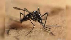 Sanremo: disinfestazione notturna contro le zanzare, prosegue il servizio estivo