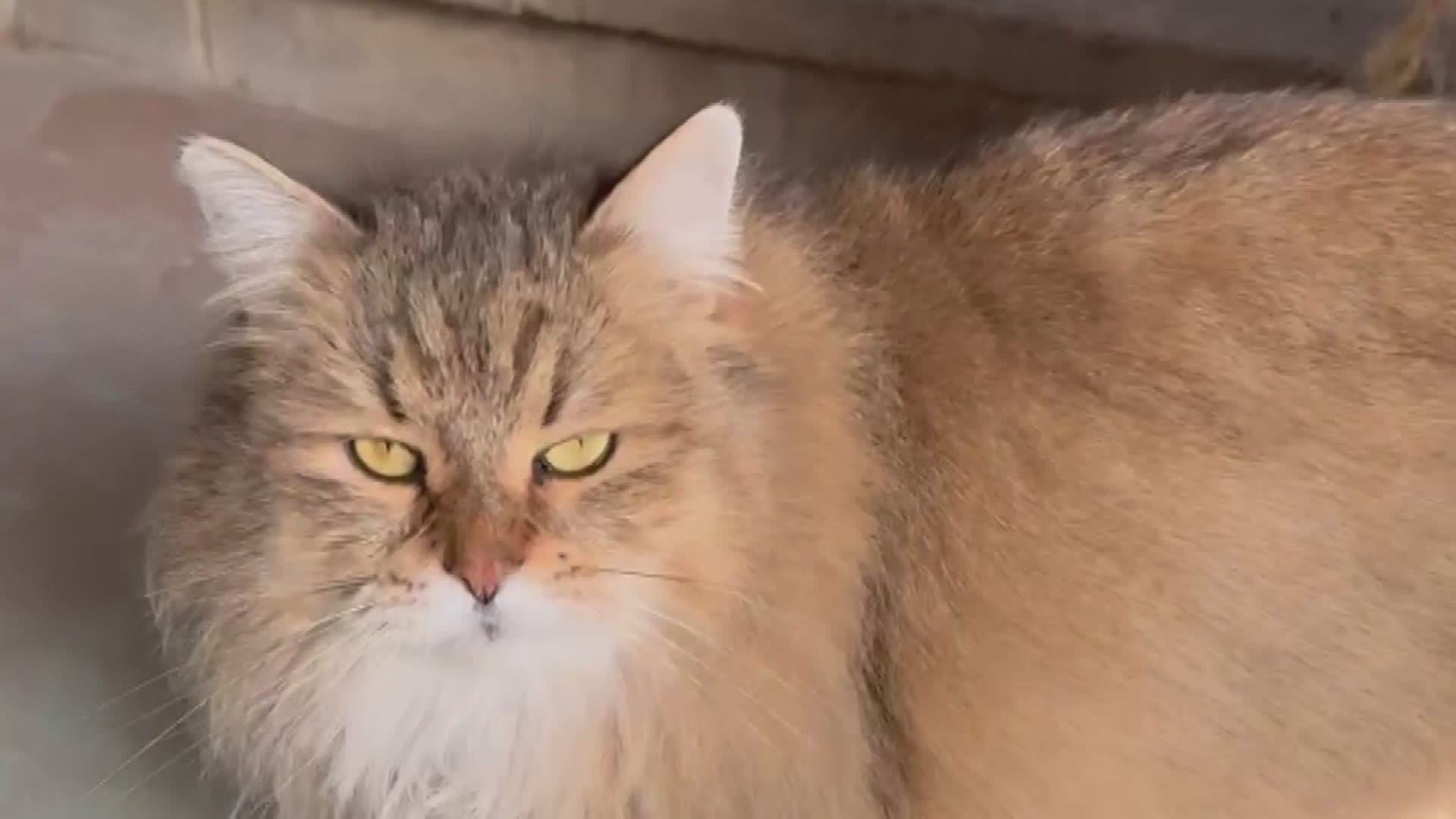 Abbandono cani e gatti in estate: serve più consapevolezza